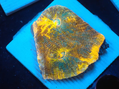 Gold Rainbow Chaleic A
