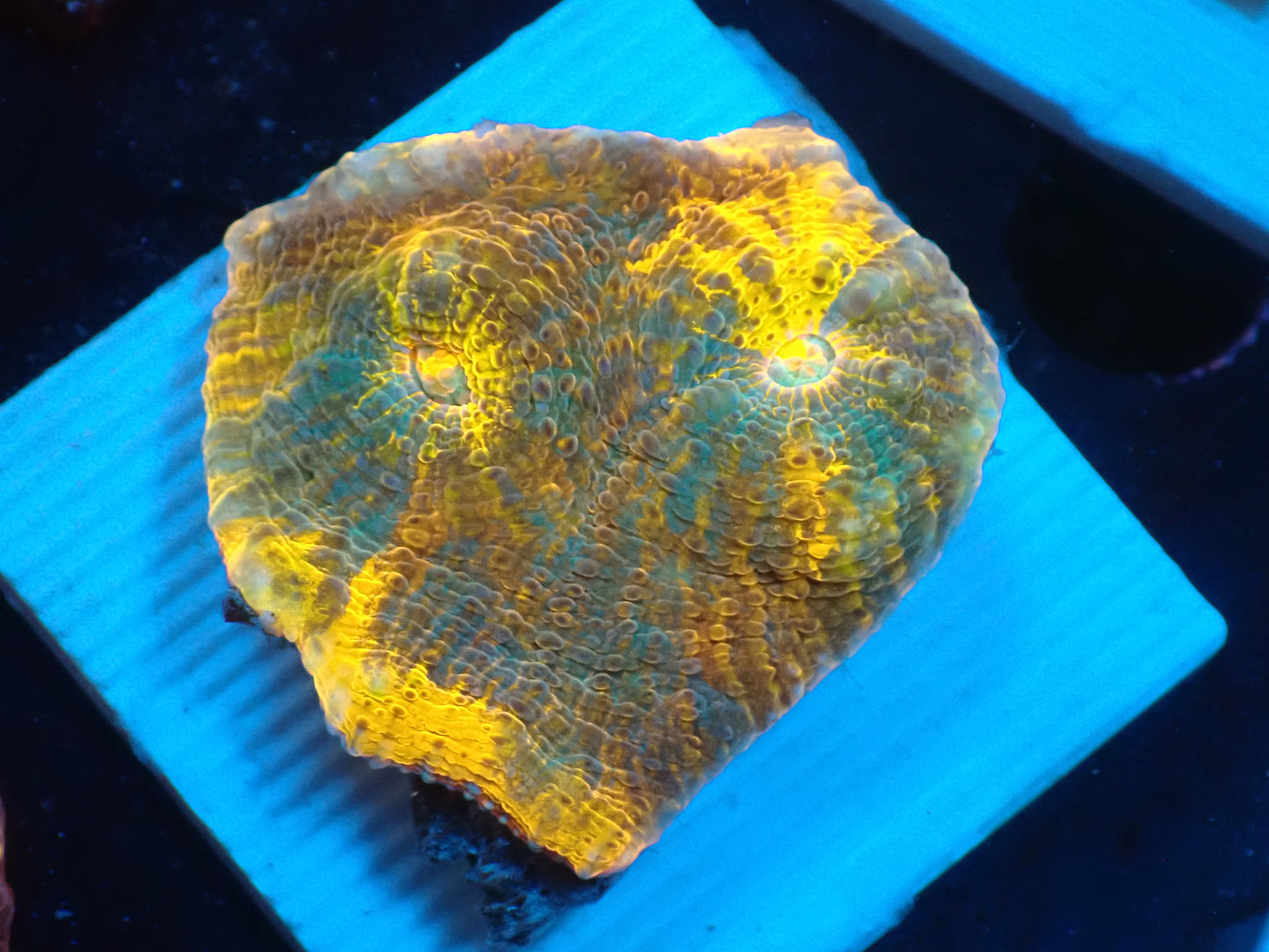 Gold Rainbow Chaleic A