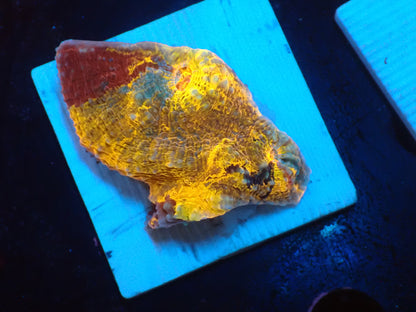 Gold Rainbow Chaleic C