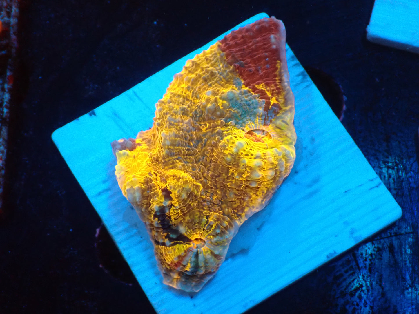 Gold Rainbow Chaleic C