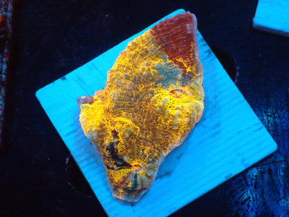 Gold Rainbow Chaleic C