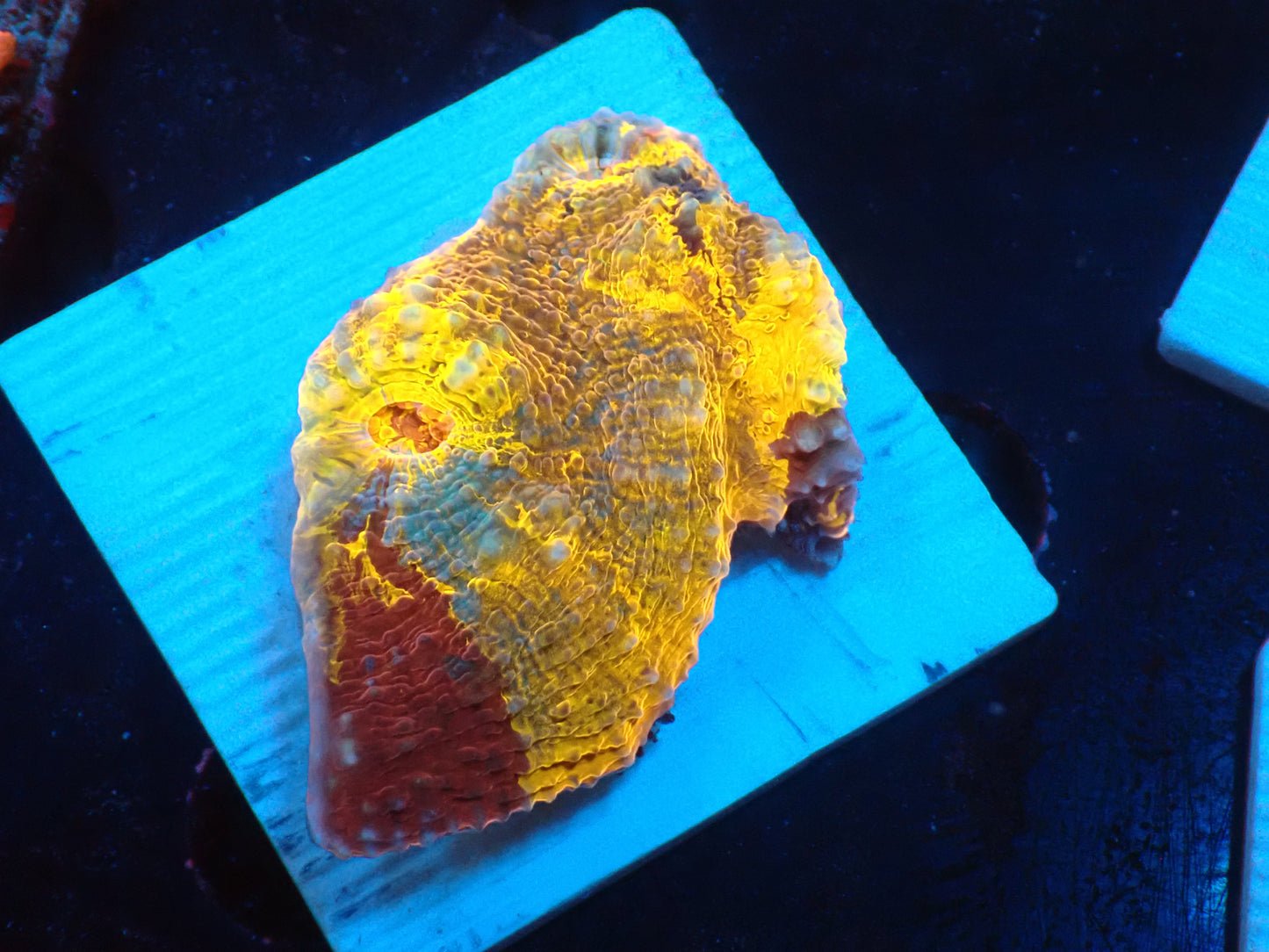 Gold Rainbow Chaleic C