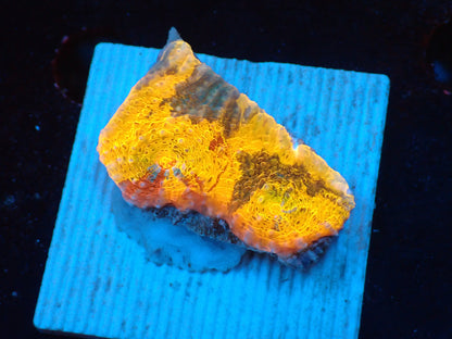 Gold Rainbow Chaleic D
