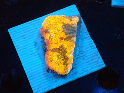 Gold Rainbow Chaleic D