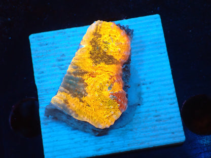 Gold Rainbow Chaleic D