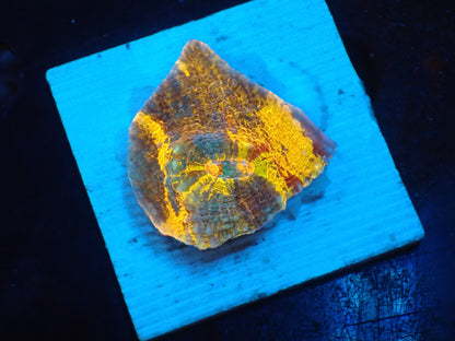 Gold Rainbow Chaleic I