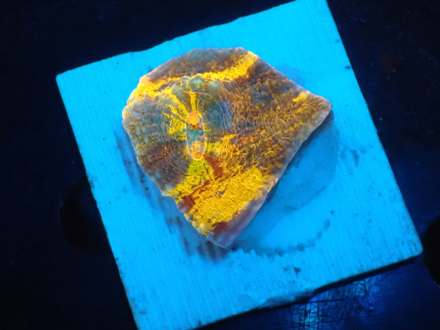 Gold Rainbow Chaleic I