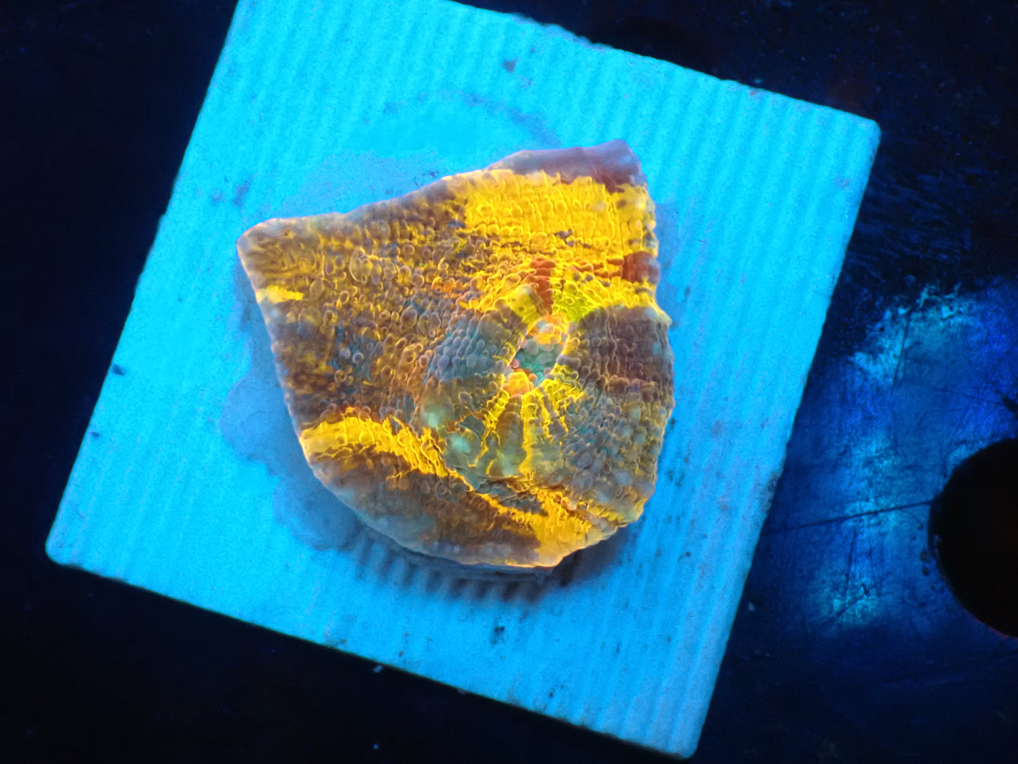 Gold Rainbow Chaleic I