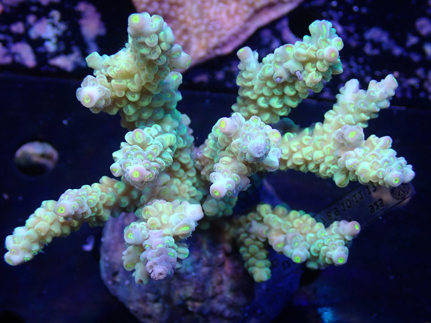 Acropora (ミドリイシ) インドネシア産001