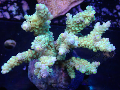 Acropora (ミドリイシ) インドネシア産001