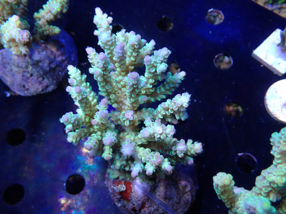 Acropora (ミドリイシ) インドネシア産002