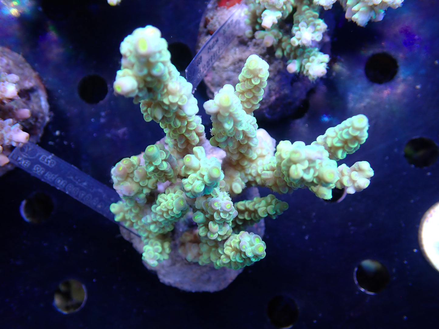 Acropora (ミドリイシ) インドネシア産003