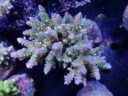 Acropora (ウスエダミドリイシ) インドネシア産004