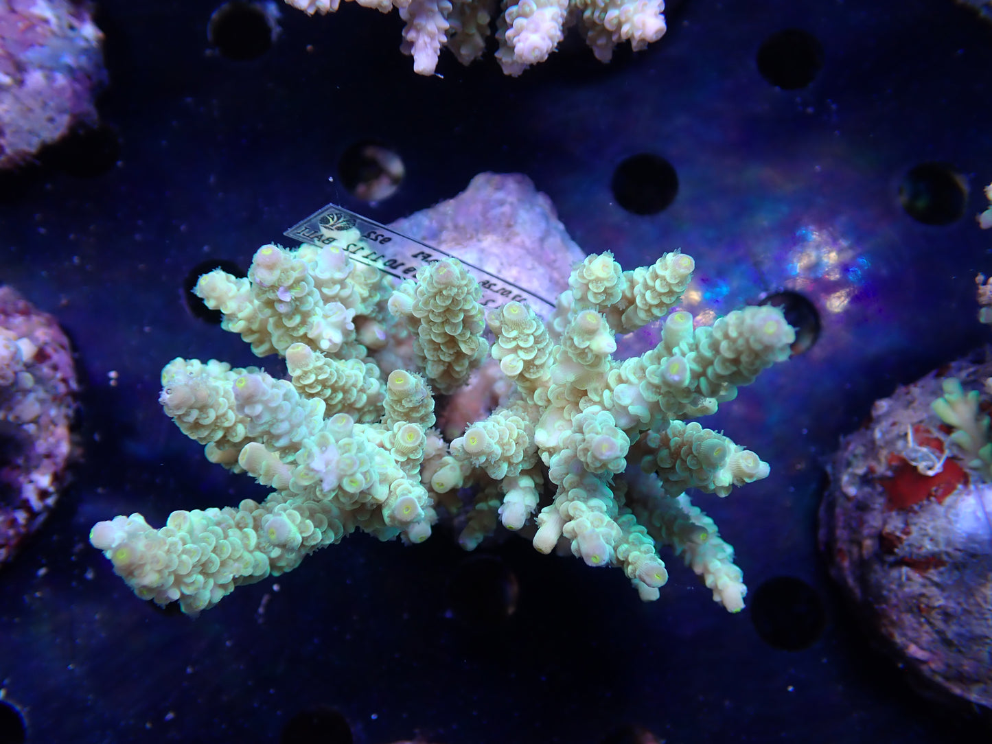 Acropora (ウスエダミドリイシ) インドネシア産005