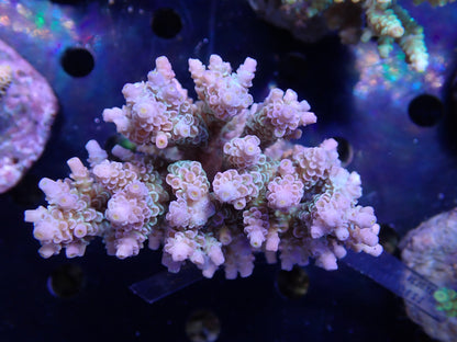 Acropora (ウスエダミドリイシ) インドネシア産006