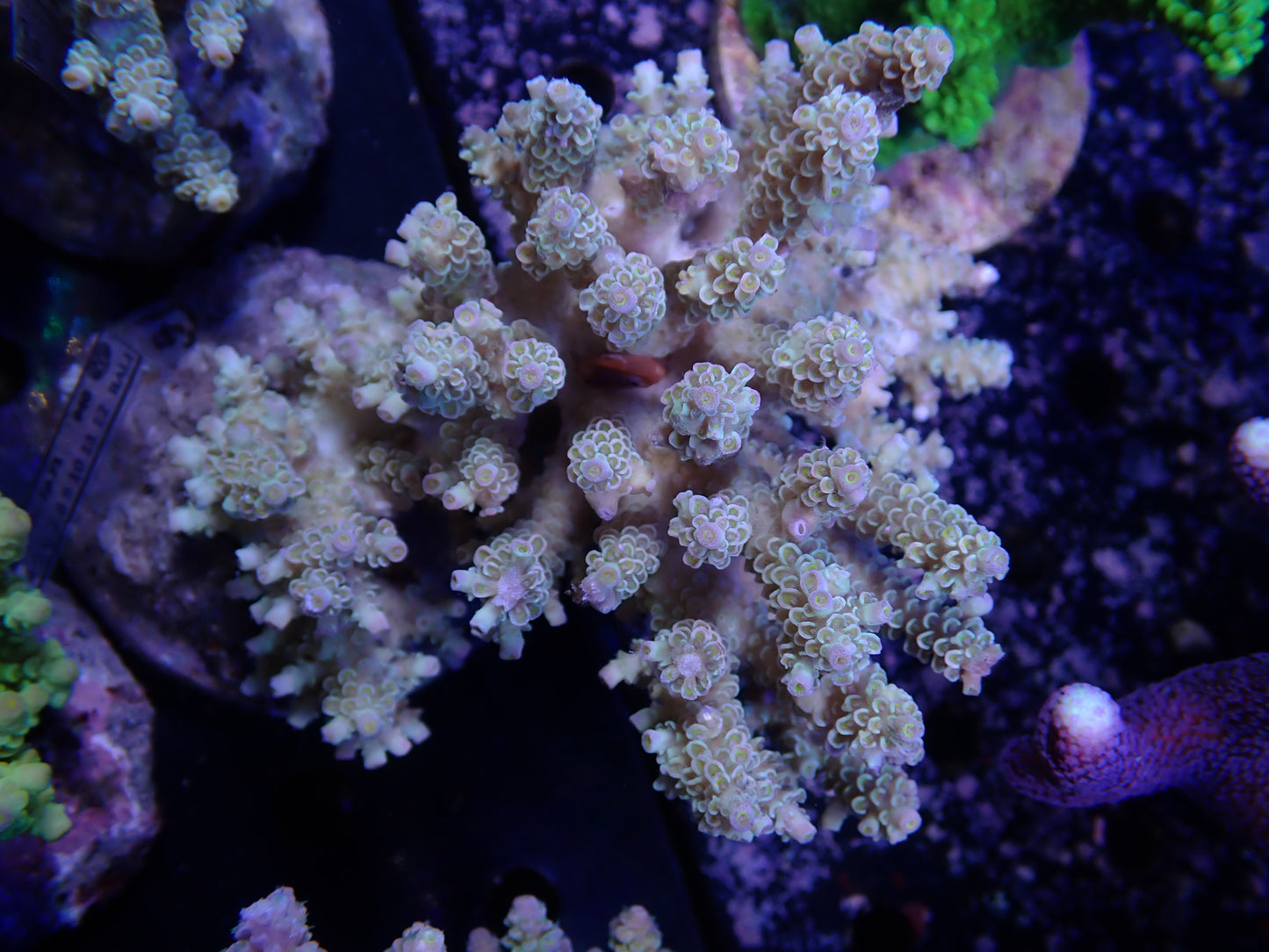 Acropora (ウスエダミドリイシ) インドネシア産007