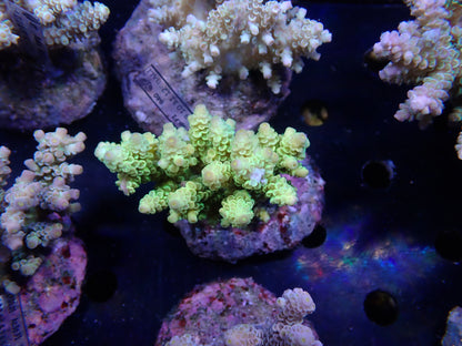 Acropora (ウスエダミドリイシ) インドネシア産008