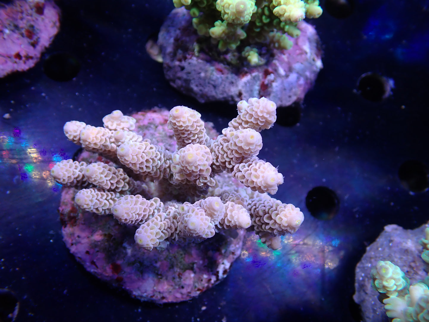 Acropora (ウスエダミドリイシ) インドネシア産009
