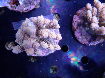 Acropora (ウスエダミドリイシ) インドネシア産010
