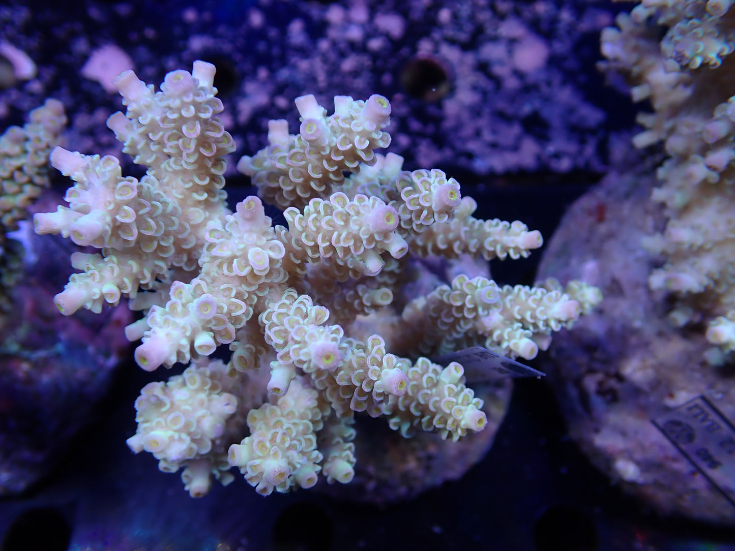 Acropora (ウスエダミドリイシ) インドネシア産011