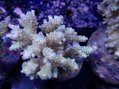 Acropora (ウスエダミドリイシ) インドネシア産011