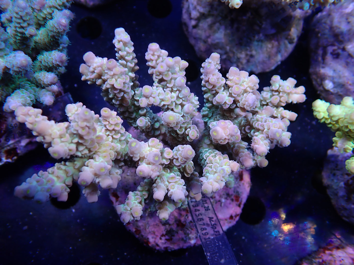 Acropora (ウスエダミドリイシ) インドネシア産012