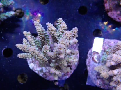 Acropora (ウスエダミドリイシ) インドネシア産013