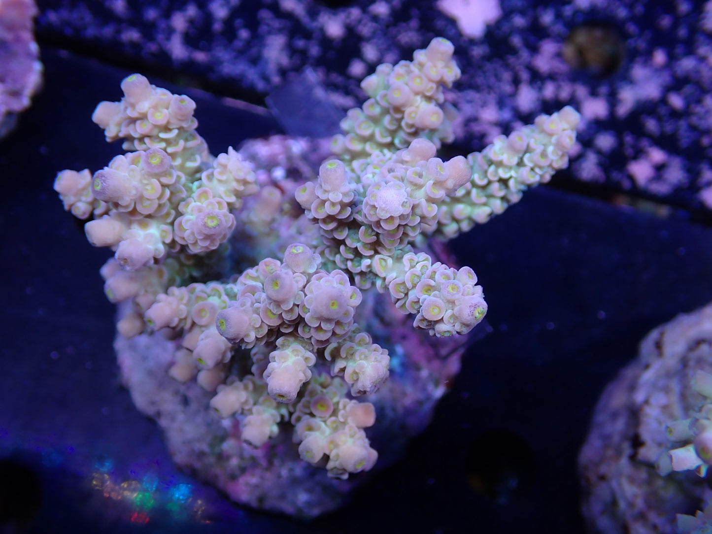 Acropora (ウスエダミドリイシ) インドネシア産014