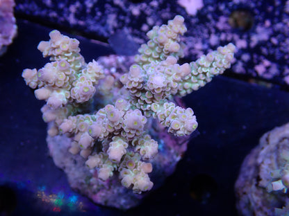 Acropora (ウスエダミドリイシ) インドネシア産014