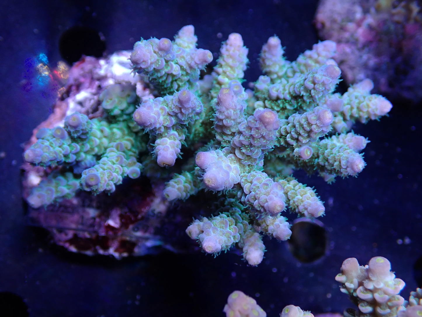 Acropora (ウスエダミドリイシ) インドネシア産015