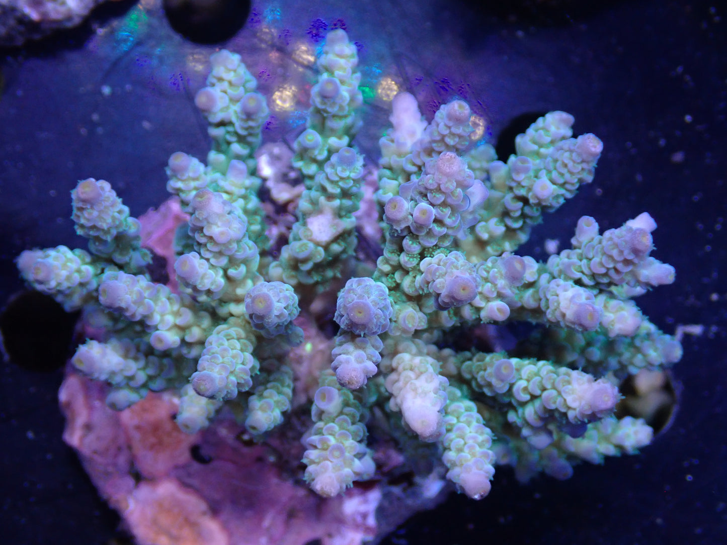 Acropora (ウスエダミドリイシ) インドネシア産016