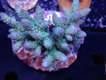 Acropora (ウスエダミドリイシ) インドネシア産017