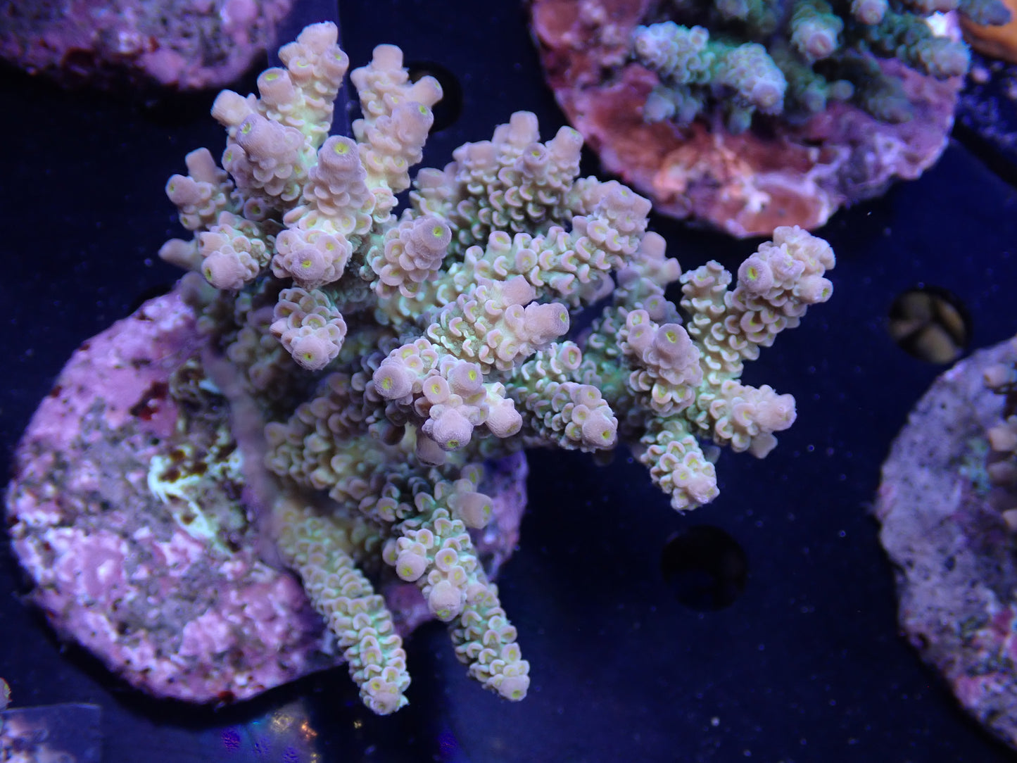 Acropora (ウスエダミドリイシ) インドネシア産018