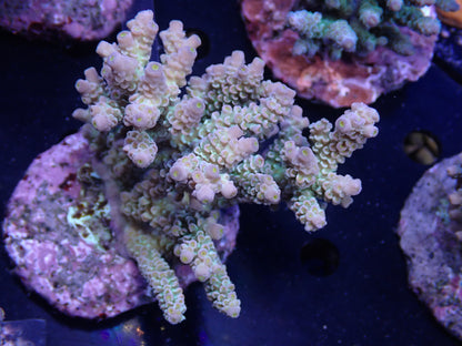 Acropora (ウスエダミドリイシ) インドネシア産018