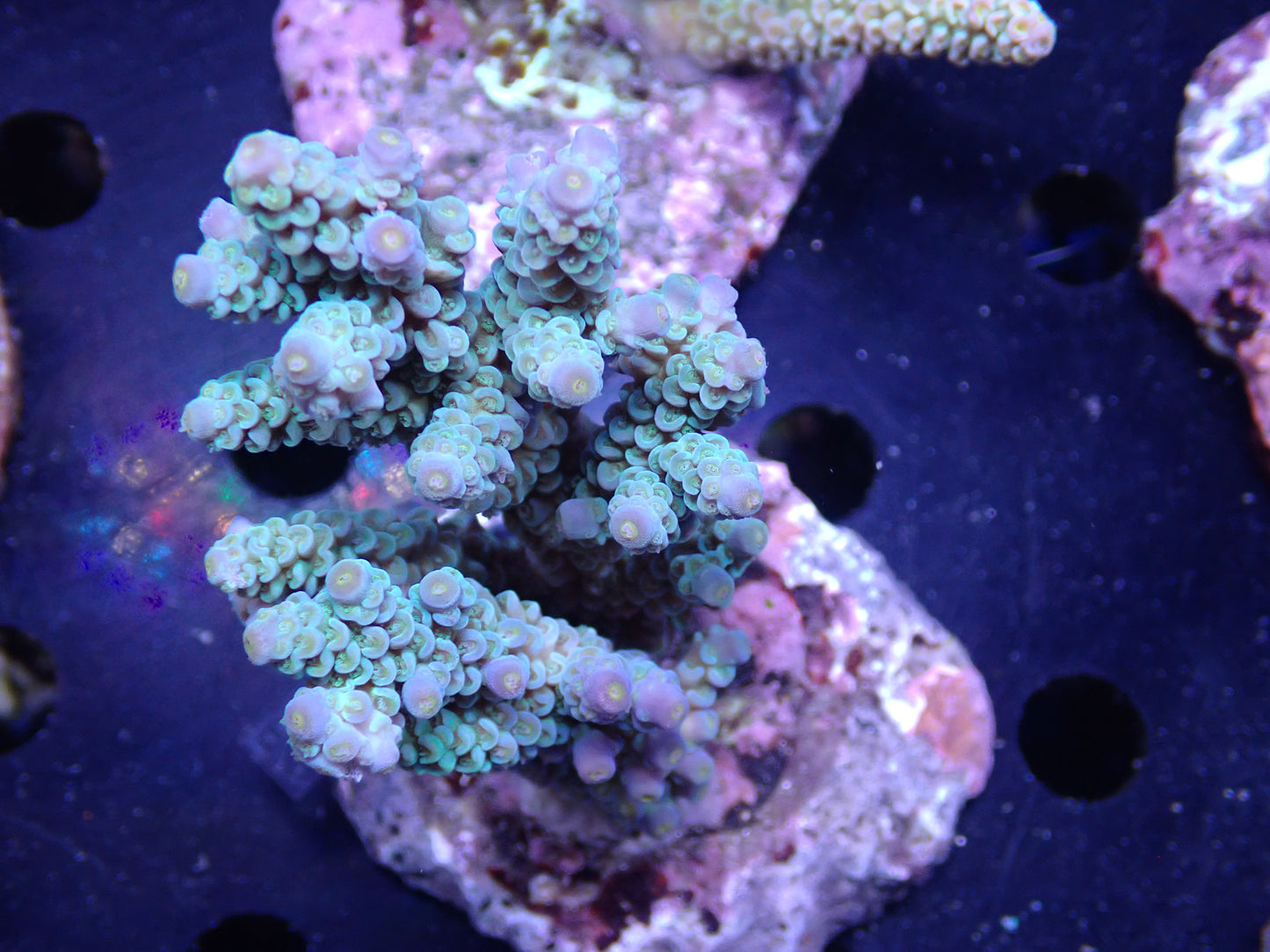 Acropora (ウスエダミドリイシ) インドネシア産019
