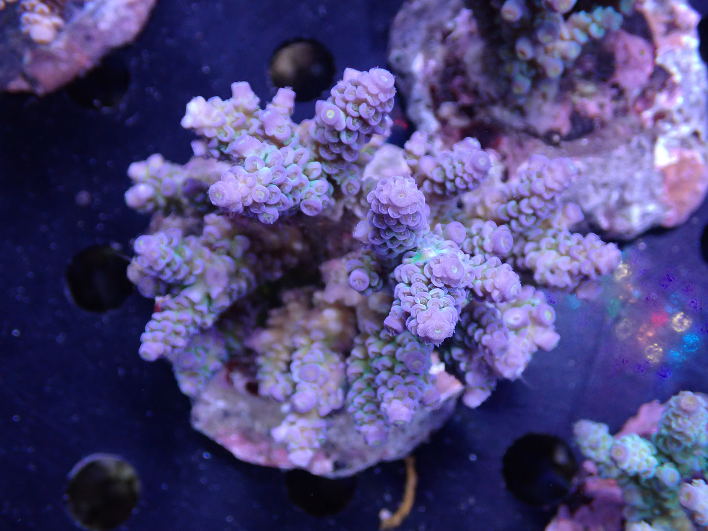 Acropora (ウスエダミドリイシ) インドネシア産020