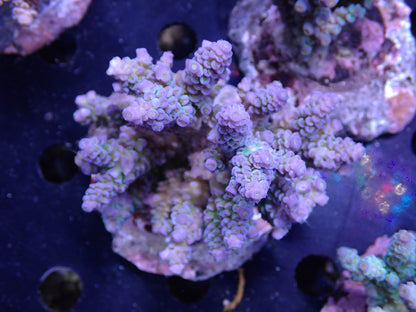 Acropora (ウスエダミドリイシ) インドネシア産020