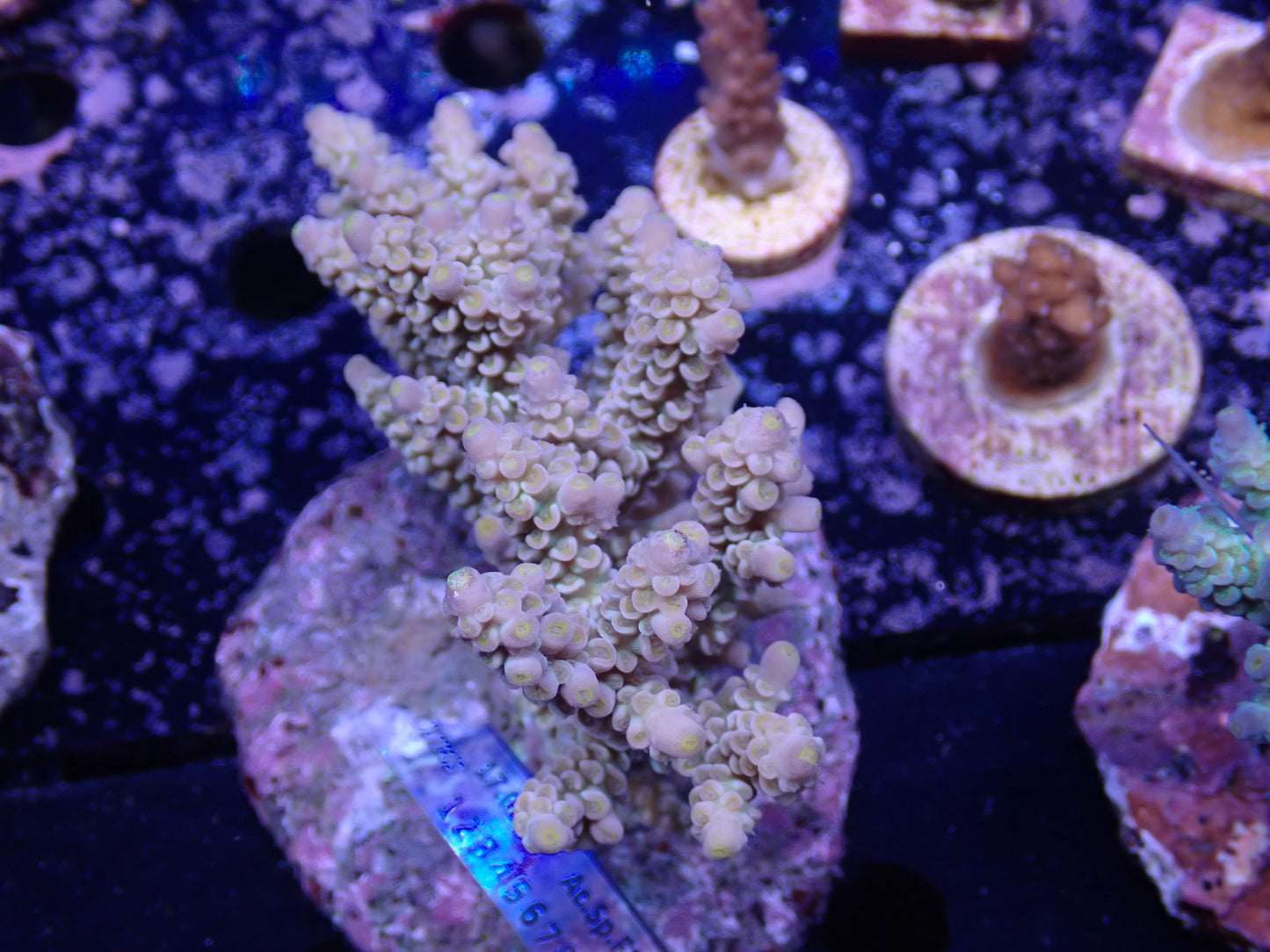 Acropora (ウスエダミドリイシ) インドネシア産021