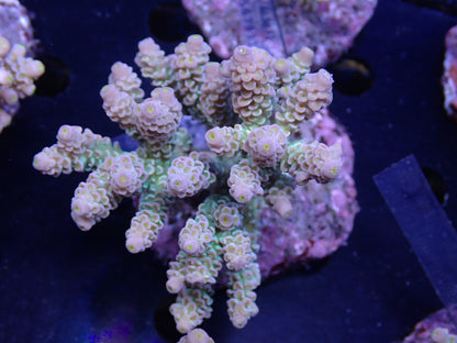 Acropora (ウスエダミドリイシ) インドネシア産022