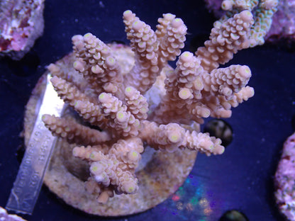 Acropora (ウスエダミドリイシ) インドネシア産023
