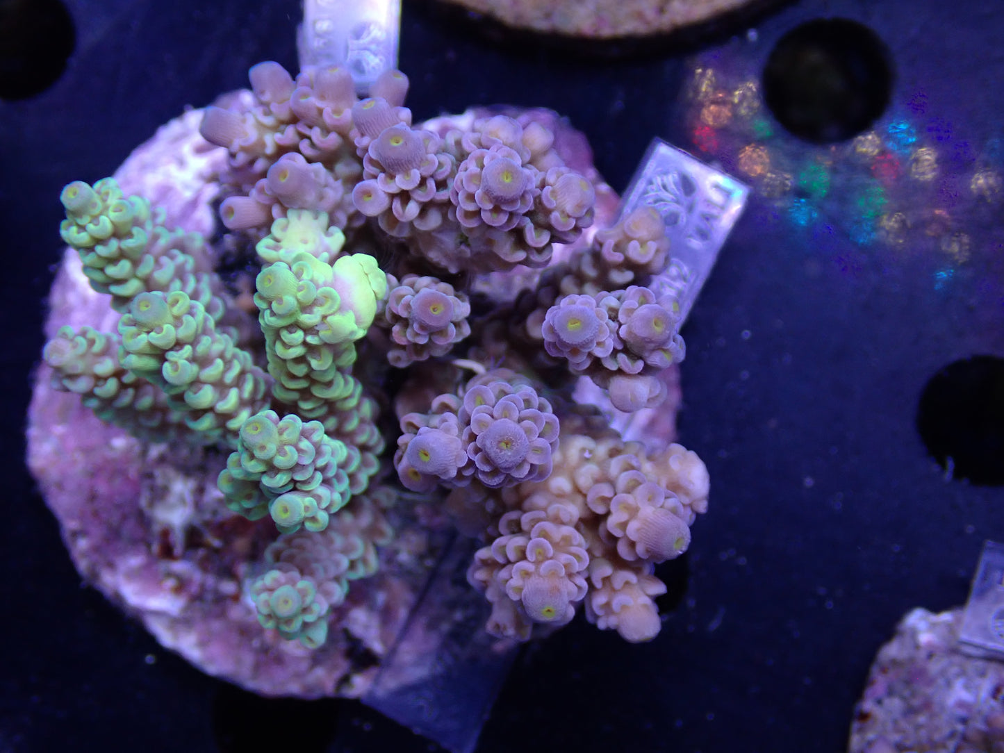 Acropora (ウスエダミドリイシ) インドネシア産024