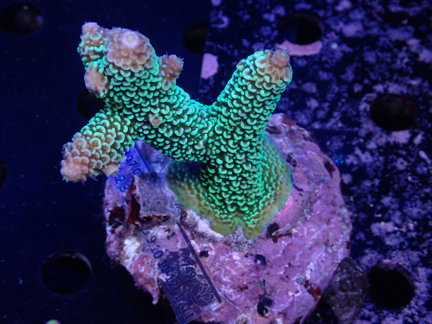 Acropora (スパスラータ) インドネシア産025