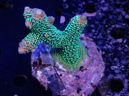 Acropora (スパスラータ) インドネシア産025