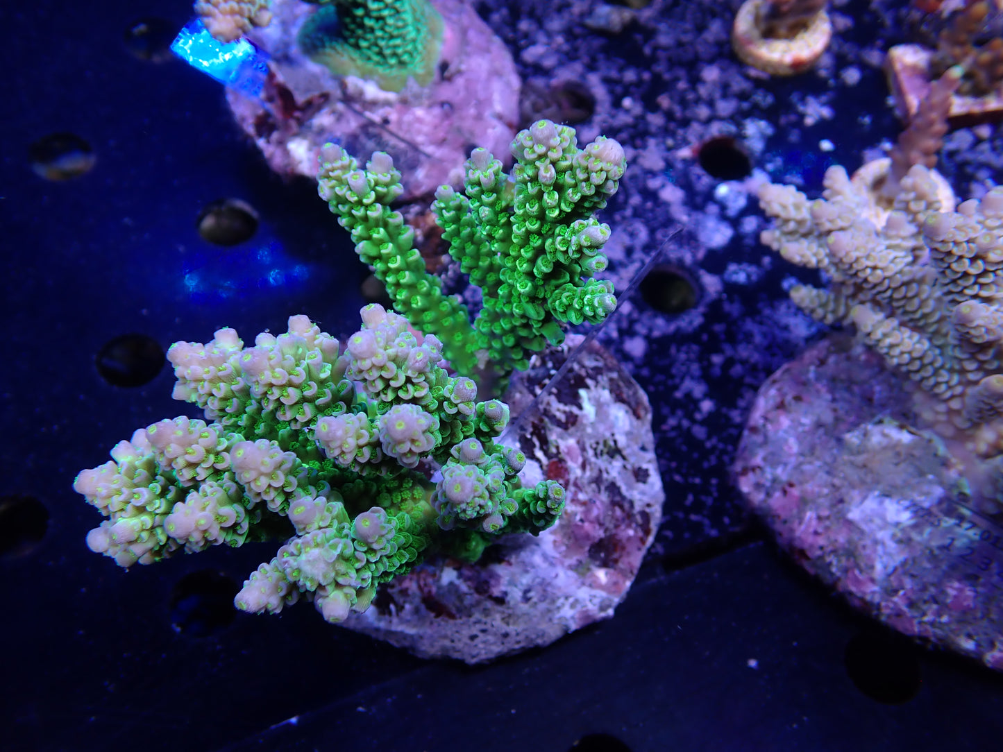 Acropora (ウスエダミドリイシ) インドネシア産026