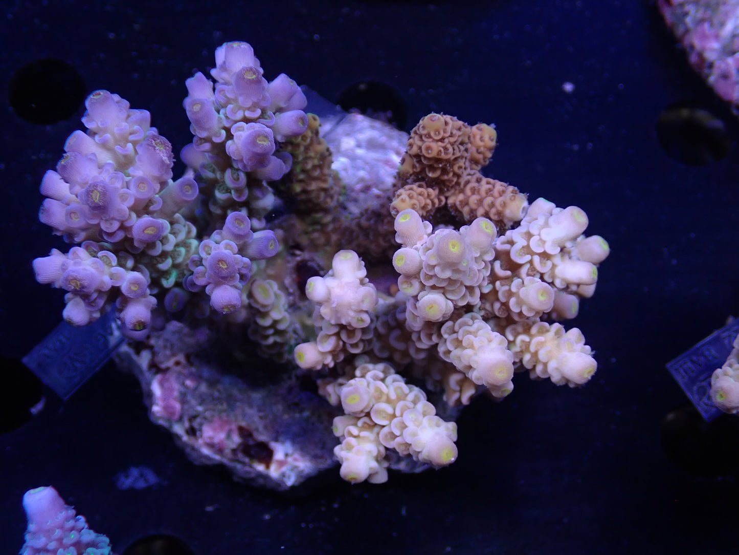 Acropora (ウスエダミドリイシ) インドネシア産027