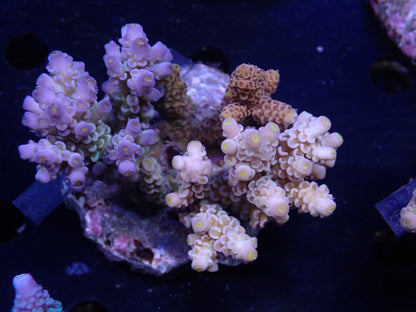 Acropora (ウスエダミドリイシ) インドネシア産027
