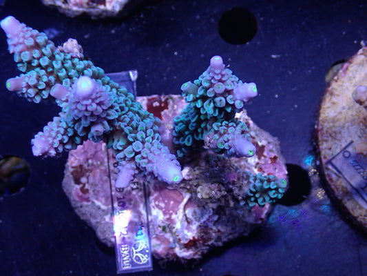 Acropora (ミドリイシ) インドネシア産028