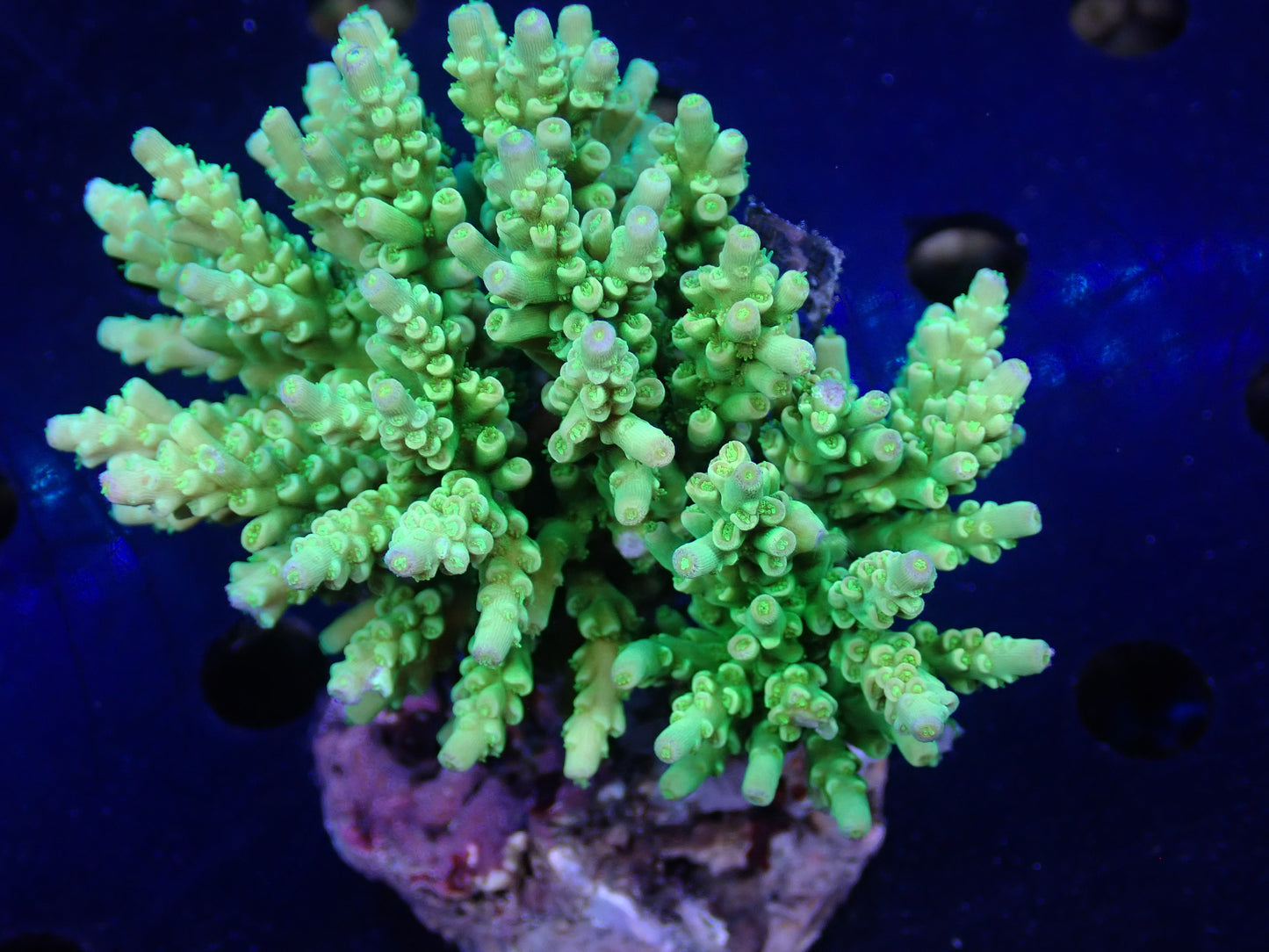 Acropora (ミドリイシ) インドネシア産030