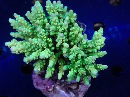 Acropora (ミドリイシ) インドネシア産030