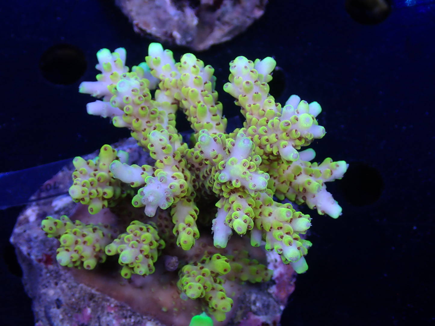 Acropora (ピカチュウ) インドネシア産031